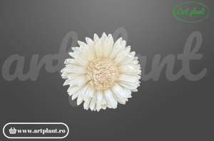 Cap floarea soarelui sola 8 cm cu petale alungite și centru brun, floare decorativă din lemn de sola
