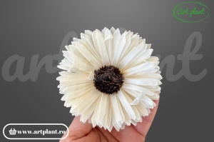 Capete floarea soarelui titonia sola 8cm