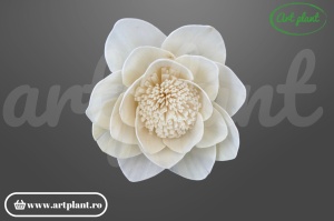 Capete lotus sola 10cm