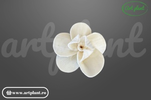 Cap orhidee new sola 8 cm model modern cu proporții fine, floare decorativă contemporană din lemn de sola