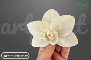 Capete orhidee old sola 10 cm