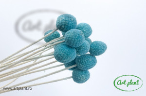 Craspedia Turquoise