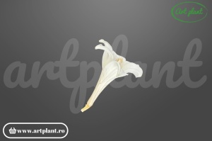 Crin criogenat alb detaliu petale 7-8 cm – Art Plant