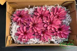 Dalia Criogenata Roz Prafuit Vio02