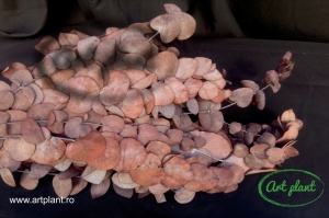 Eucalipt Cinerea Rubis Red
