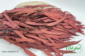 Eucalipt Exotica Berry Burgundy