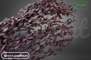 Eucalipt Parvifolia Bordo - Img 2