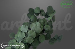 Eucalipt Populus Verde
