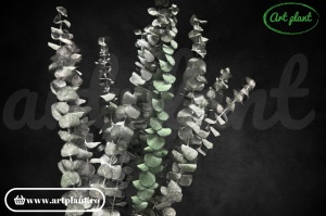 Eucalipt Spiral Green - Img 2