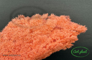 Feriga criogenata ming somon
