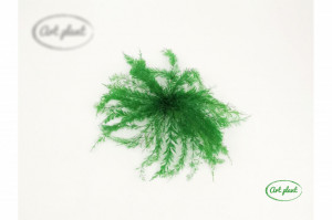 Feriga sertularia verde - Img 1