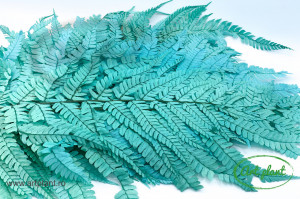 Feriga turquoise