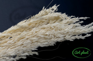 Festuca alb/ crem