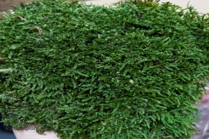 Flat Moss Green - Img 2