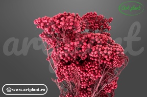 Floare De Orez Criogenată Burgundy