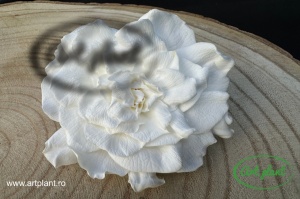 Gardenia Criogenata Alb - Img 3