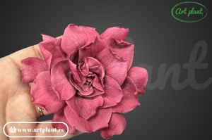 Gardenia Criogenata Cranberry - Img 2
