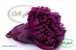 Garoafa criogenata mauve - Img 2