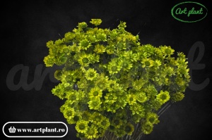 Glixia verde olive (G)