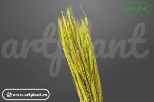 Grau spic lung verde olive