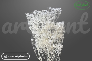Gypsophila criogenată albă