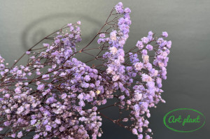 Gypsophila Criogenată Cool Lavander - Img 1
