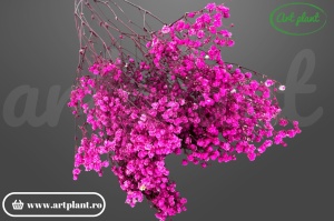 Gypsophila criogenată Fuchsia