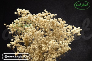 Gypsophila Criogenată Pearl White - Img 1