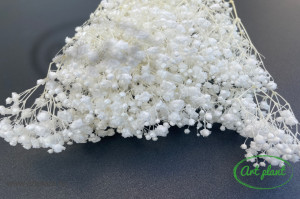 Gypsophila Criogenată Pure White - Img 1