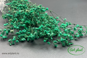 Gypsophila Criogenată Turquoise - Img 3