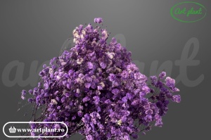 Gypsophila Lila criogenată, buchet 100-130g, nuanță lila delicată pentru buchete romantice și nunți