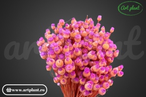 Happy flower filder(G) - Img 2