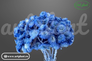 Helichrysum Italian Albastru uscat, floare naturală