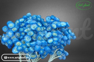 Helichrysum italian albastru - Img 2