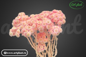 Helichrysum italian roz deschis