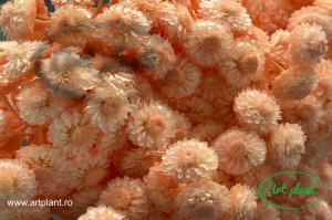 Helichrysum Italian Somon - Img 1