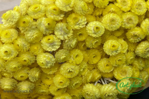Helichrysum Italian Yellow - Img 1
