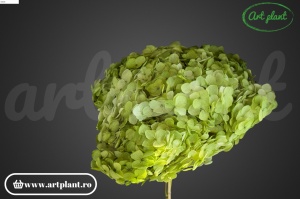 Hortensie Apple Green Bic - Img 1