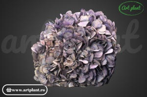 Hortensie Criogenata Mov Bic Vio04 XL - Img 2