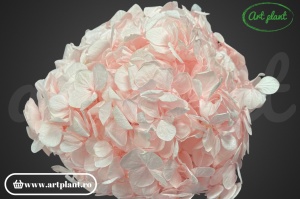 Hortensie Criogenata Roz Pal Pin99 XL - Img 3