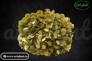 Hortensie Criogenata Verde Olive Gre06 XL