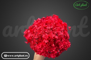 Hortensie Rosie - Img 2