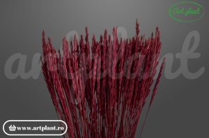 Iarbă decorativă uscată bordo