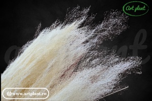 Iarbă ornamentală Agrostis Albă - Img 2