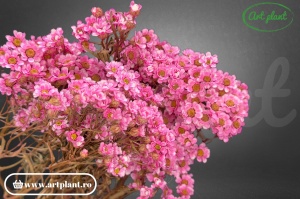 Ixodia pink rosa - Img 2