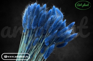 Lagurus blu (dark) (G) - Img 2