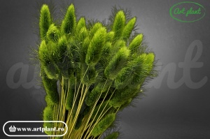 Lagurus forest green