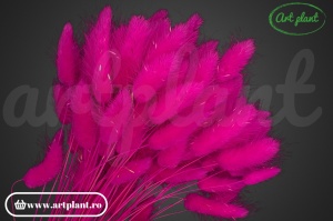 Lagurus fuchsia (G)