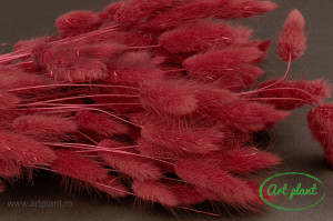 Lagurus grena