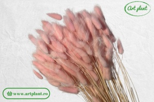 Lagurus light pink - Img 2